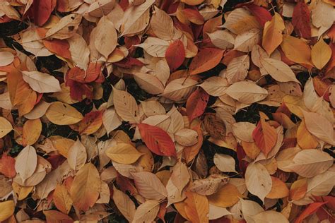 Leaves Zoom Background Download Free Thanksgiving Zoom Backgrounds ...