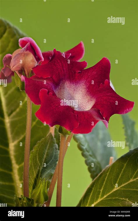 gloxinia indoor flowers Stock Photo - Alamy