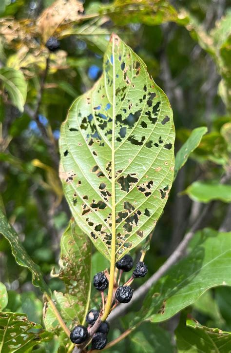 How To Eliminate Japanese Beetles! 2 Ways To Get Rid Of Beetles