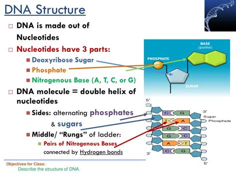 PPT - Intro to Genetics: DNA Structure & Function PowerPoint ...