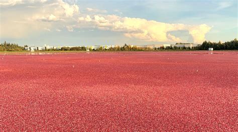 It's harvest time in BC's cranberry fields (photos, video) - Vancouver Is Awesome