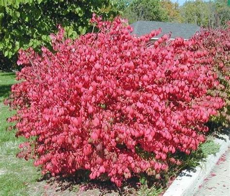 Dwarf Burning Bush 10 bare root plants-Euonymus alatus hardy | Etsy