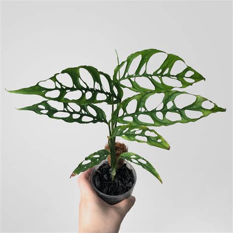 Monstera Obliqua Peru - Etsy | Jardineria y plantas, Plantas jardin, Flores de jardinera