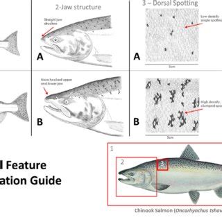 Categorical visual identification guide for Chinook Salmon evaluated in... | Download Scientific ...