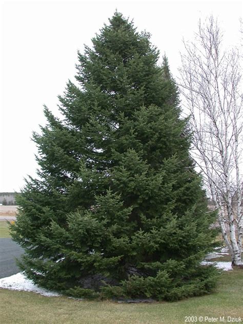 Abies balsamea (Balsam Fir): Minnesota Wildflowers