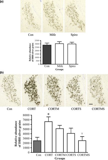 Effects of corticosteroid receptor antagonists alone (a, n = 6/group ...