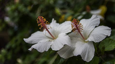 Appreciating Beautiful Hawaiian Flowers - Panda Travel