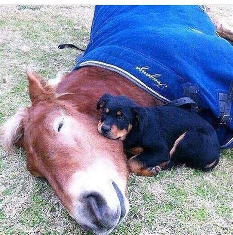 Horses Are Amazing | Funny animals, Funny babies, Funny pictures