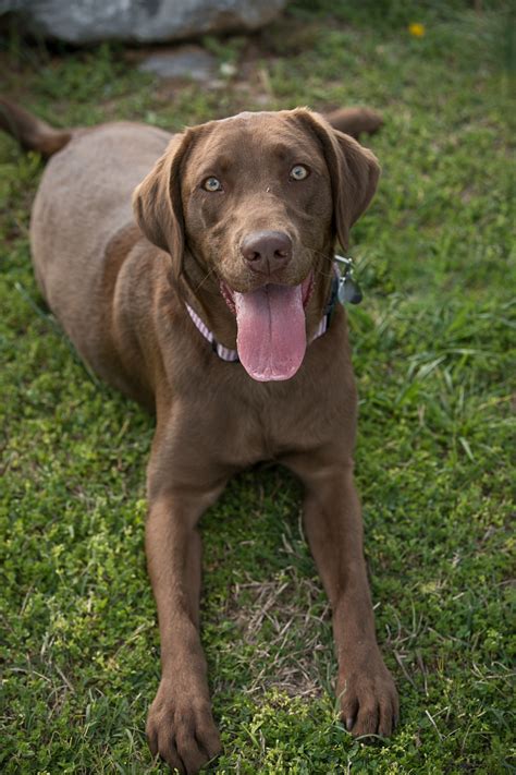 Chocolate Labrador photos: Gateway Island - K Schulz Photography