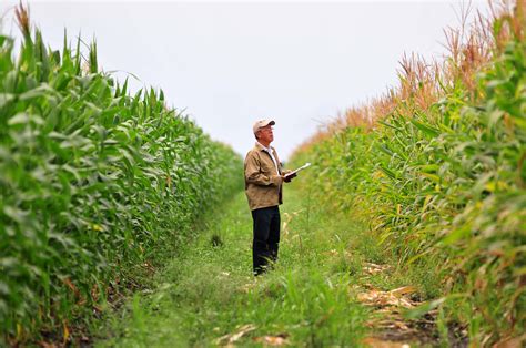 Agri-giants pull GM maize out of Germany – Euractiv