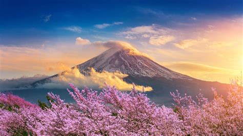 Mount Fuji Cherry Blossom