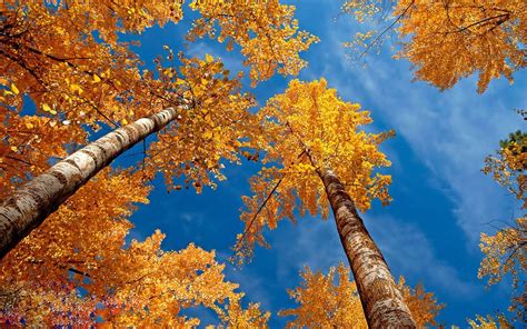 Autumn Trees Wallpapers - Wallpaper Cave