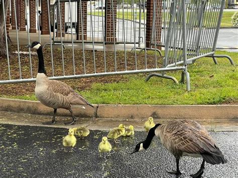 Canada geese couple return to Loganville City Hall to raise a new family