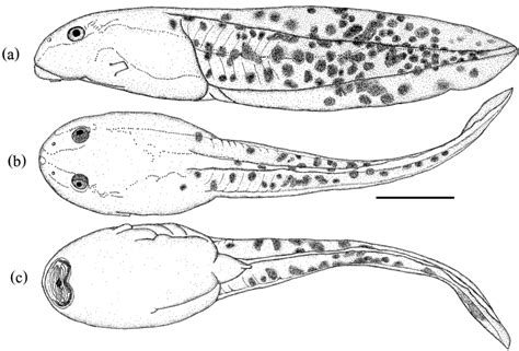 ¢ Drawing of a tadpole of Quasipaa fasciculispina (Inger, 1970) (based... | Download Scientific ...