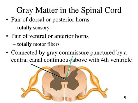 PPT - Chapter 13 Spinal Cord, Nerves and Reflexes PowerPoint Presentation - ID:735608