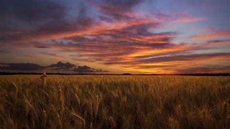 Sunset over wheat field wallpapers and images - wallpapers, pictures ...