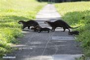 Family of smooth-coated otters make home in urban city centre of ...
