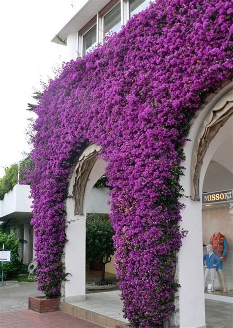 Impressive Climber and Creeper Wall Plants Ideas 42 | Plants ...