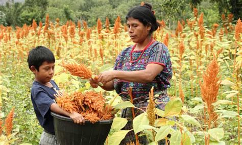 Mayan Farming