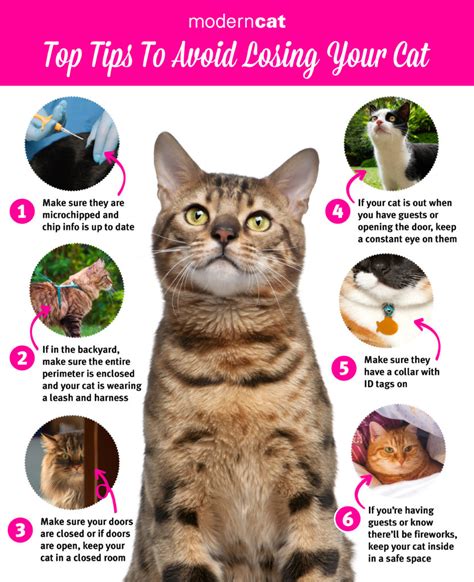 Top Tips To Avoid Losing Your Cat - Modern Cat