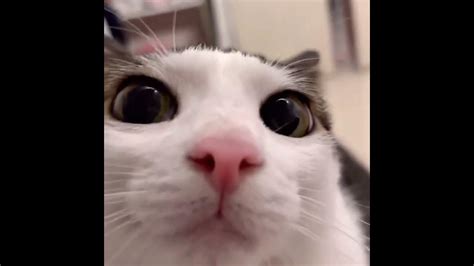 blinking cat closeup - YouTube