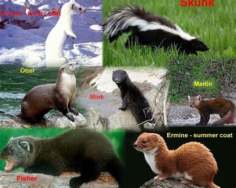 mustelidae family tree - Google Search | animals | Pinterest | Trees ...