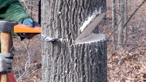 types of notches for tree felling - Chante Galarza