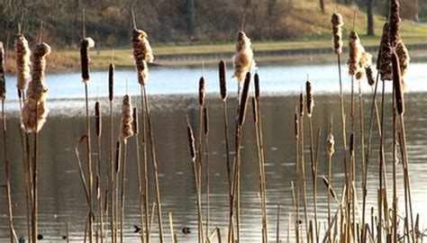 Plants for Brackish Water | Garden Guides