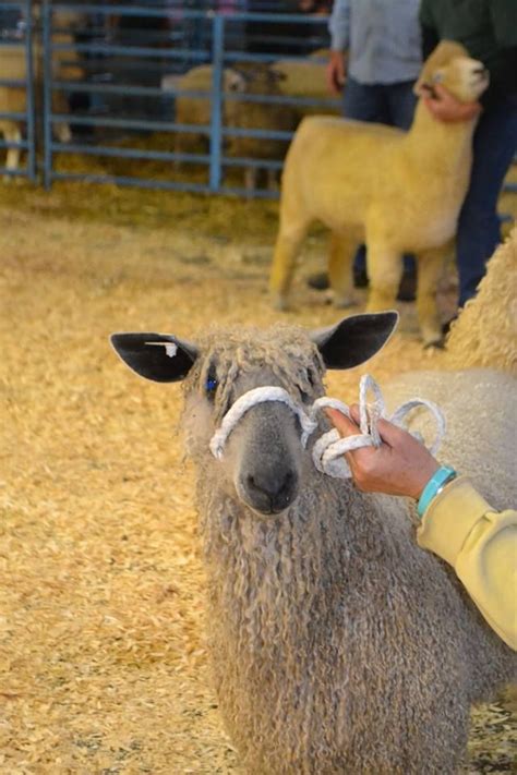 Yellow Farm, North American Wensleydale Sheep | Sheep, Animals, North ...