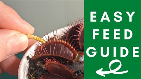 The Ultimate Venus Flytrap Feeding Guide: Simple Steps to Feed Your ...