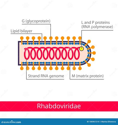 Rhabdoviridae. Classification of Viruses Stock Vector - Illustration of hospital, icons: 106961214