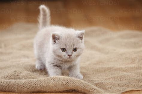 British Shorthair Cat, kitten, lilac, standing on jute stock photo