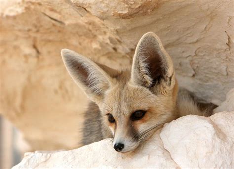 El desierto blanco que debes visitar al menos una vez en la vida ...