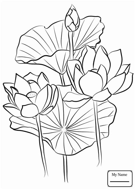 Lotus Coloring Pages at GetDrawings | Free download