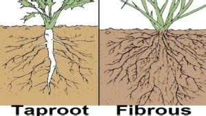 Roots: Morphology, Characteristics, Types, Videos and Solved Examples