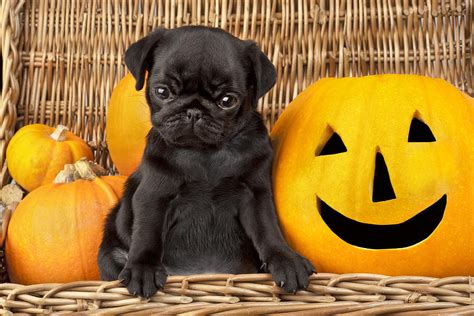 Halloween Pug Photograph by Greg Cuddiford