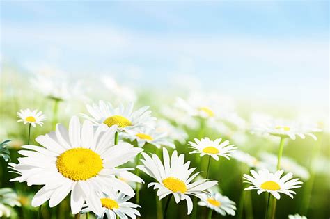 HD wallpaper: 9k daisy flowers, flowering plant, freshness, yellow, beauty in nature | Wallpaper ...