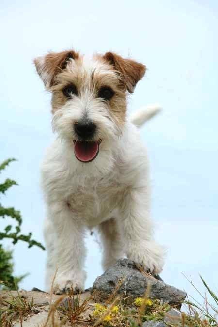 67 Amazing Jack Russell Terrier Haircut - Haircut Trends