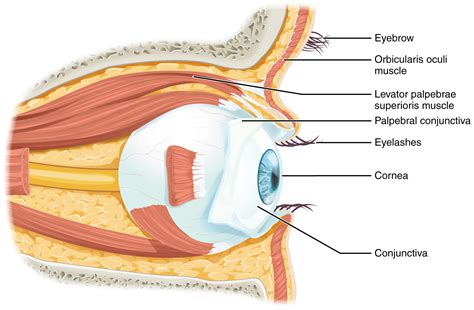 Sensory Perception · Anatomy and Physiology