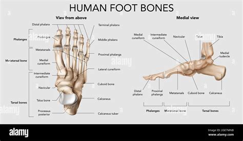 Realistic foot bones anatomy infographic composition with top and side ...