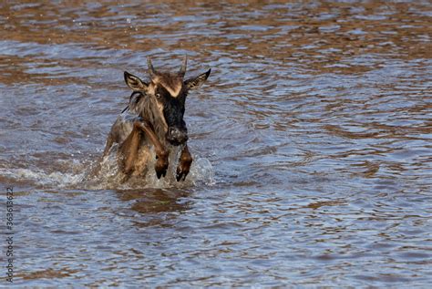 Wildebeest jumping and crossing the Mara river, Kenya Stock Photo ...