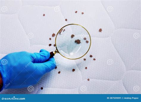 Bed Bug Infestation and Treatment Service Stock Image - Image of ...