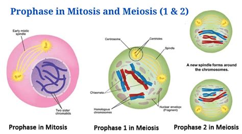 Prophase in Mitosis and Meiosis (Prophase 1 and 2) with Diagram - PhD Nest