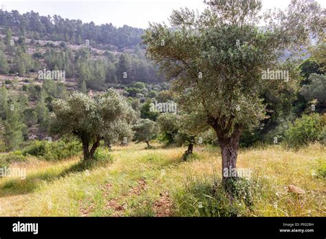 Olive trees in a grove near Jerusalem , Israel Stock Photo - Alamy