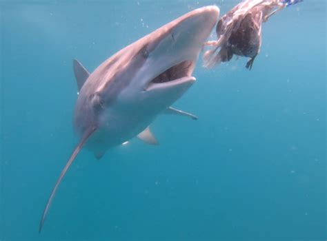 The day the first copper shark was sighted in Gansbaai | Shark Cage ...