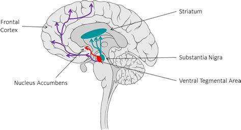 Imaging of the dopamine system with focus on pharmacological MRI and neuromelanin imaging ...