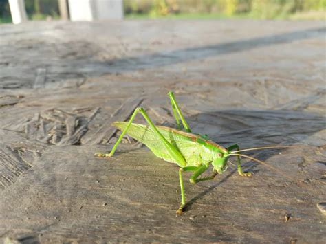 Giant grasshopper Stock Photos, Royalty Free Giant grasshopper Images | Depositphotos