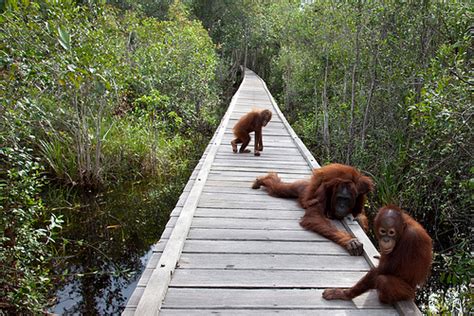 Tanjung Puting, the Sanctuary for Orangutans - The Worlds Foremost Travel Blogs | Travelfore