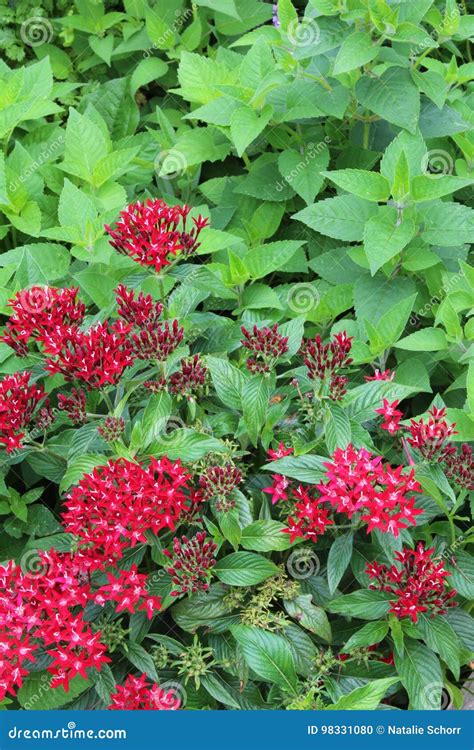 Red Penta Starcluster Flowers Stock Photo - Image of bright, flora ...