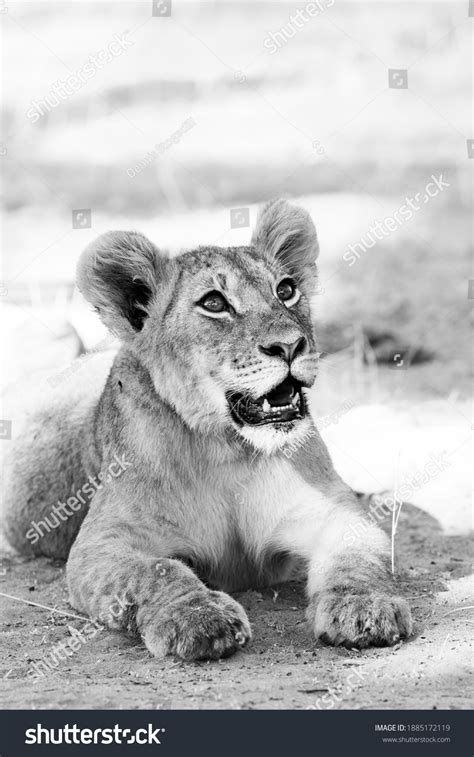 Black White Lion Cub Stock Photo 1885172119 | Shutterstock